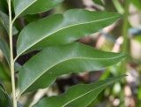 Acrostichum aureum