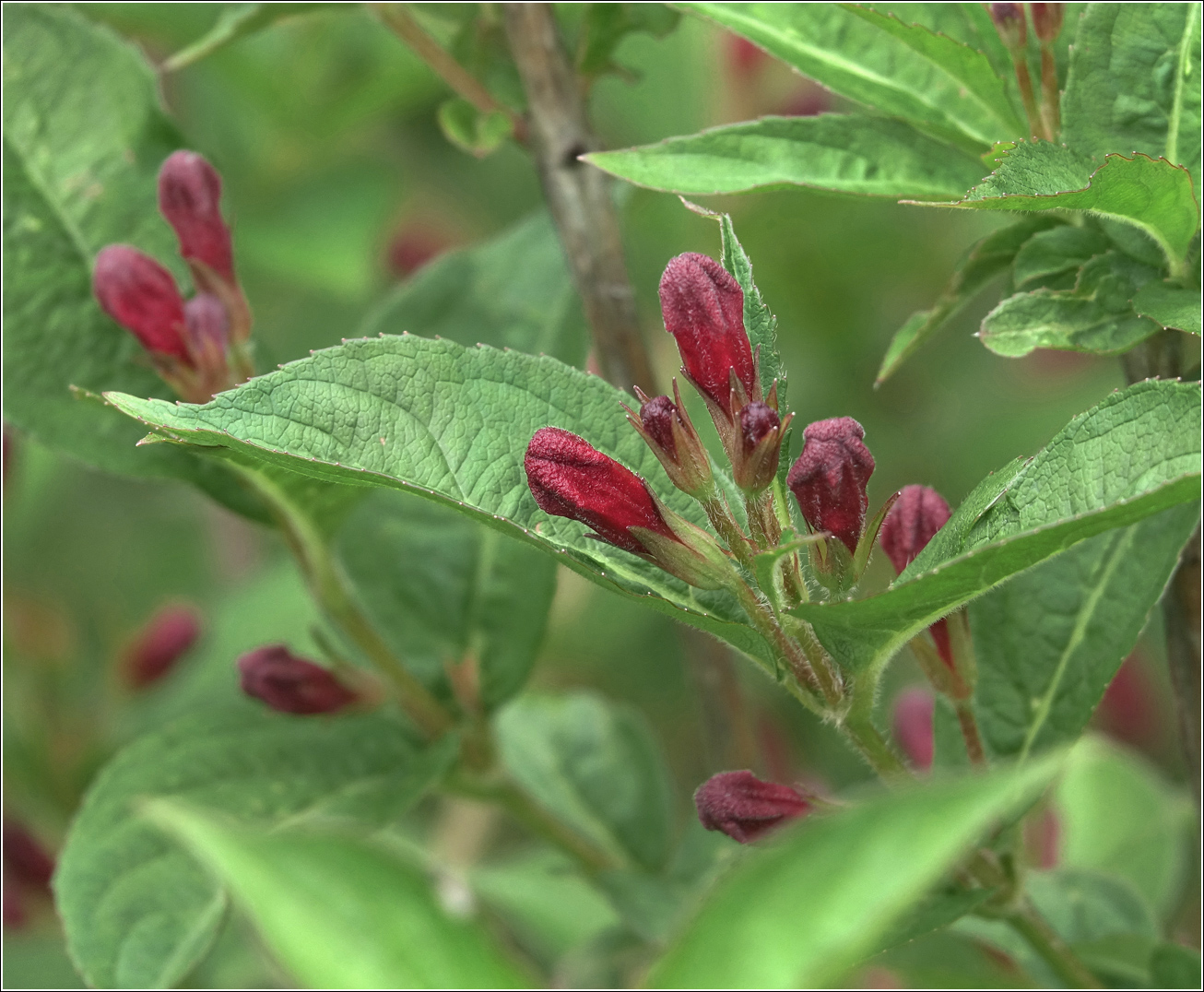 Image of Weigela hybrida specimen.