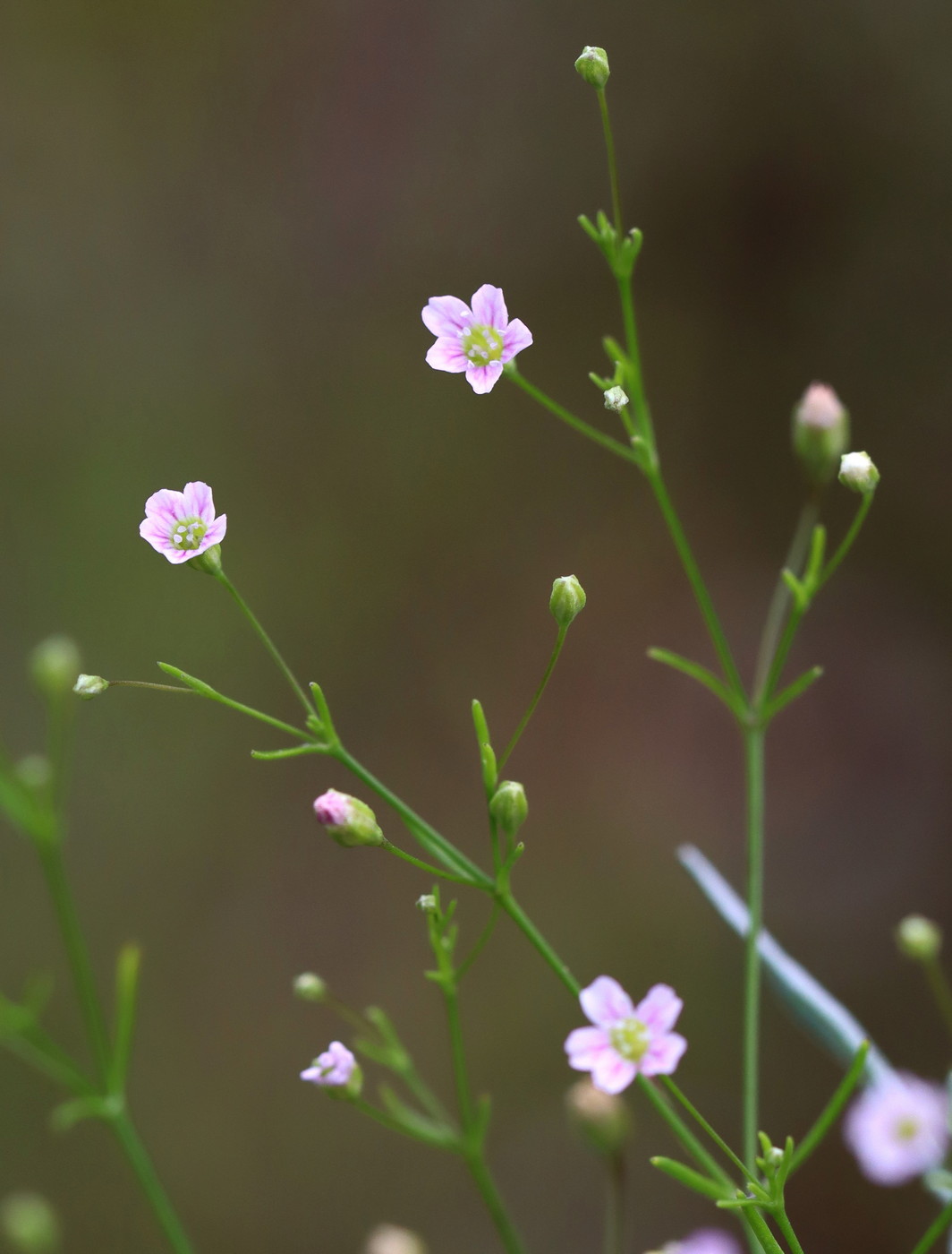 Изображение особи Psammophiliella muralis.