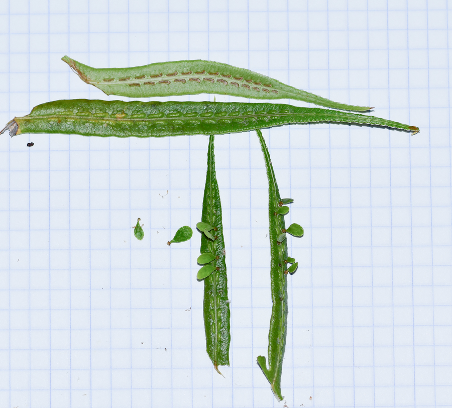 Image of Woodwardia prolifera specimen.