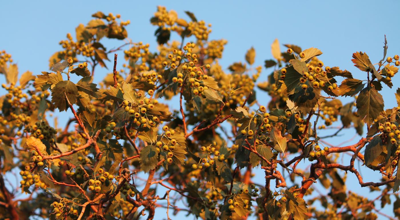 Изображение особи род Crataegus.