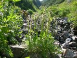 Polemonium boreale