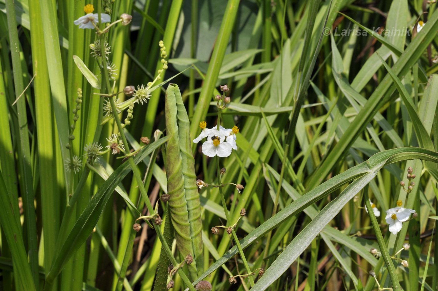 Изображение особи Sagittaria aginashi.