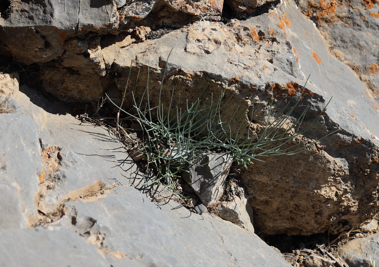 Image of Leutea petiolaris specimen.