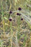 Allium rotundum