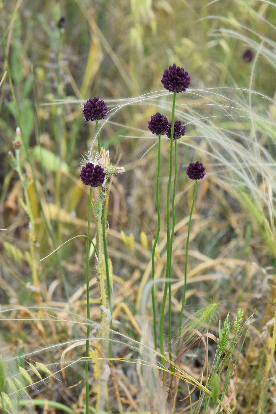 Image of Allium rotundum specimen.