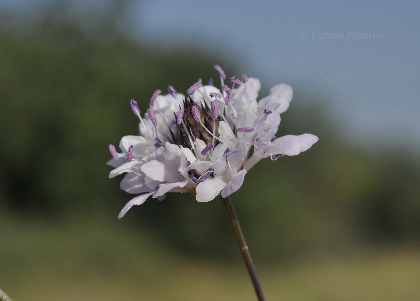 Изображение особи Cephalaria transsylvanica.