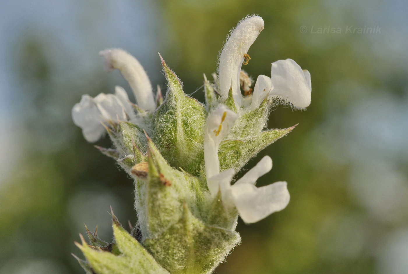 Изображение особи Salvia aethiopis.