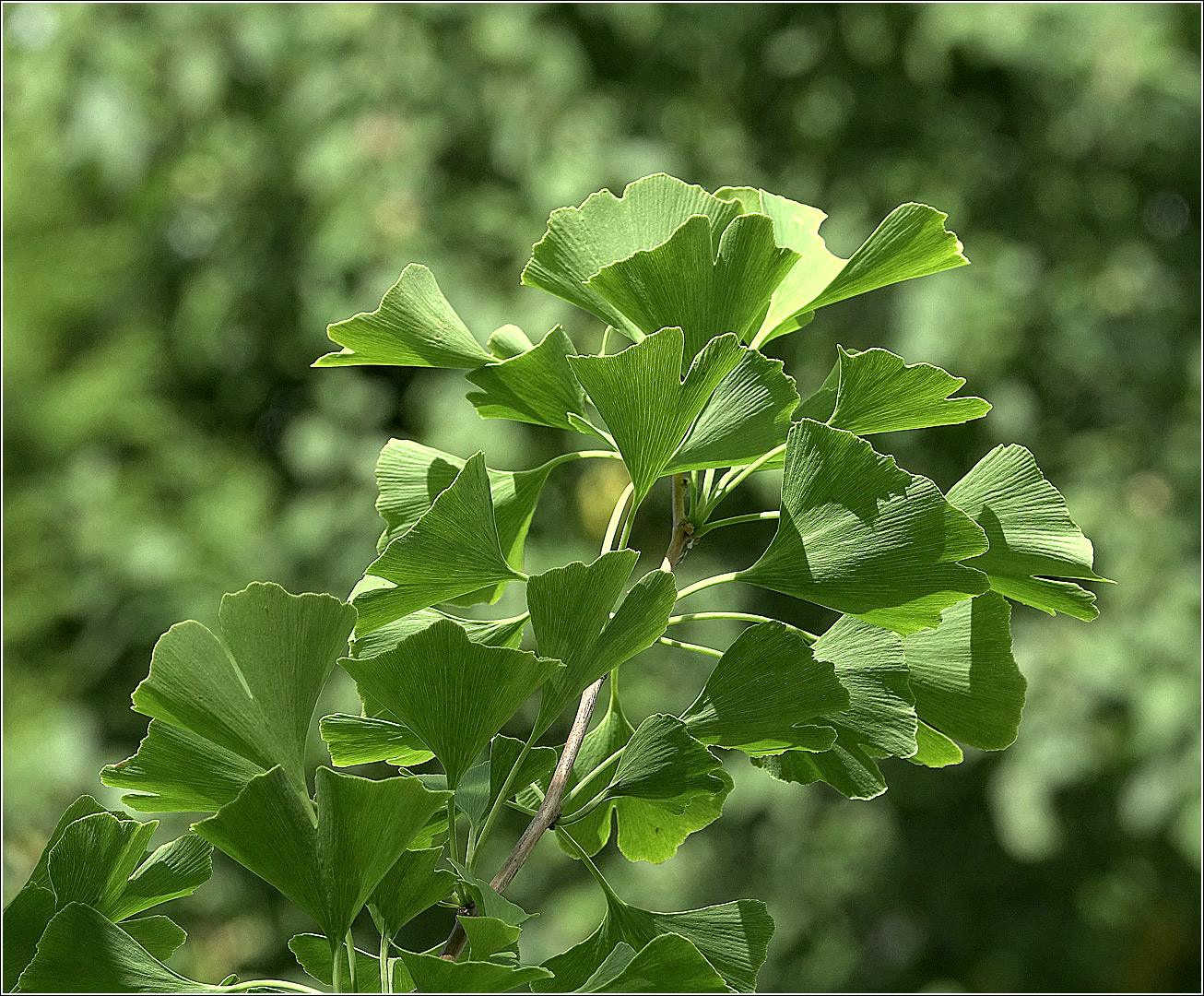 Image of Ginkgo biloba specimen.