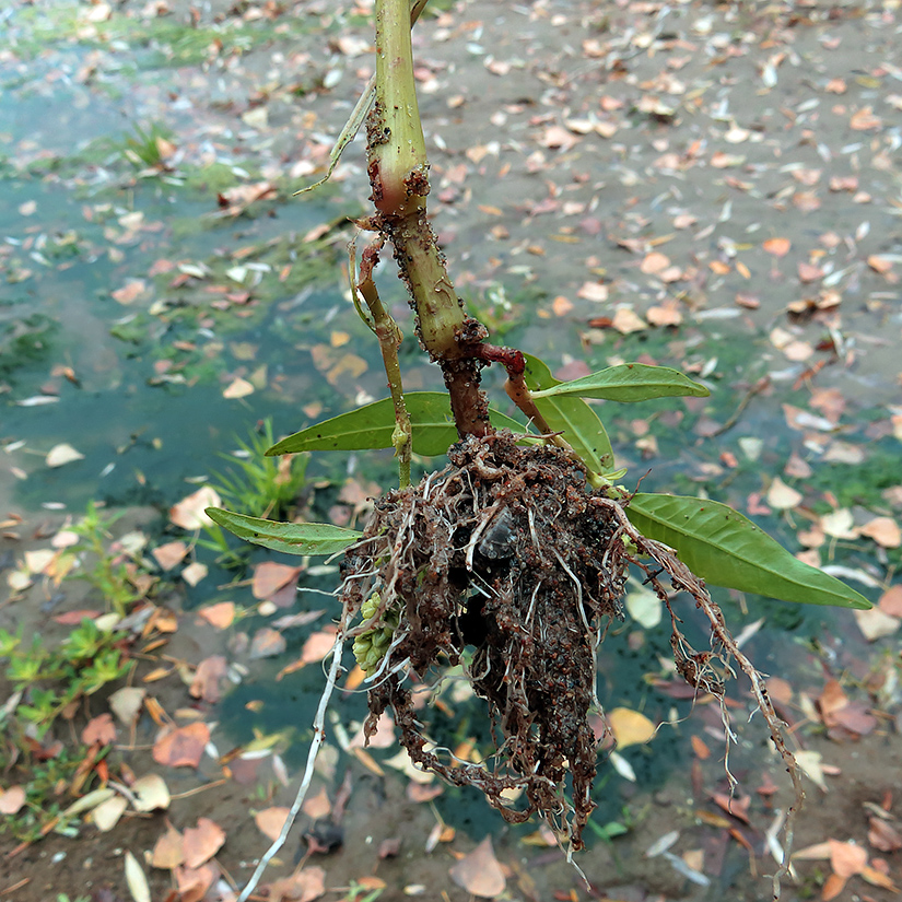 Изображение особи Persicaria lapathifolia.