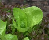 Lactuca sativa