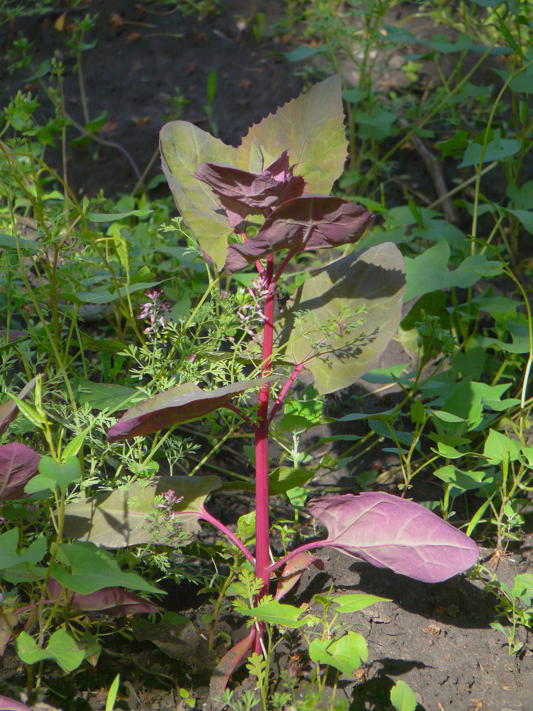 Изображение особи Atriplex hortensis.