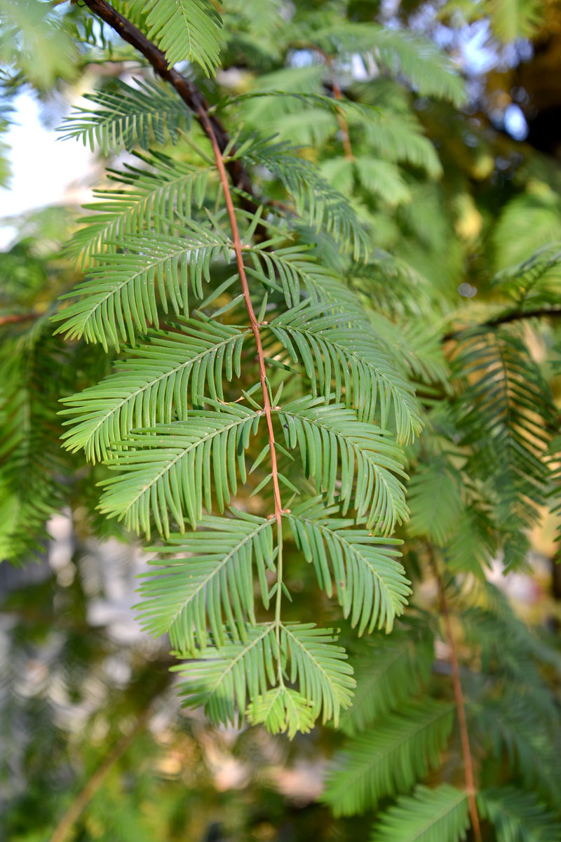 Image of Metasequoia glyptostroboides specimen.