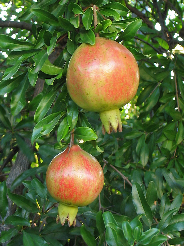 Image of Punica granatum specimen.