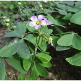 Oxalis latifolia. Соцветие. Крым, Никитский ботанический сад, сорное на клумбе. 19.10.2020.