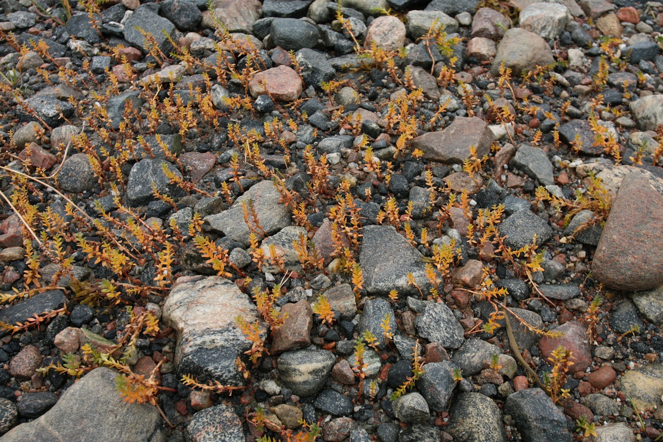 Изображение особи Honckenya peploides ssp. diffusa.