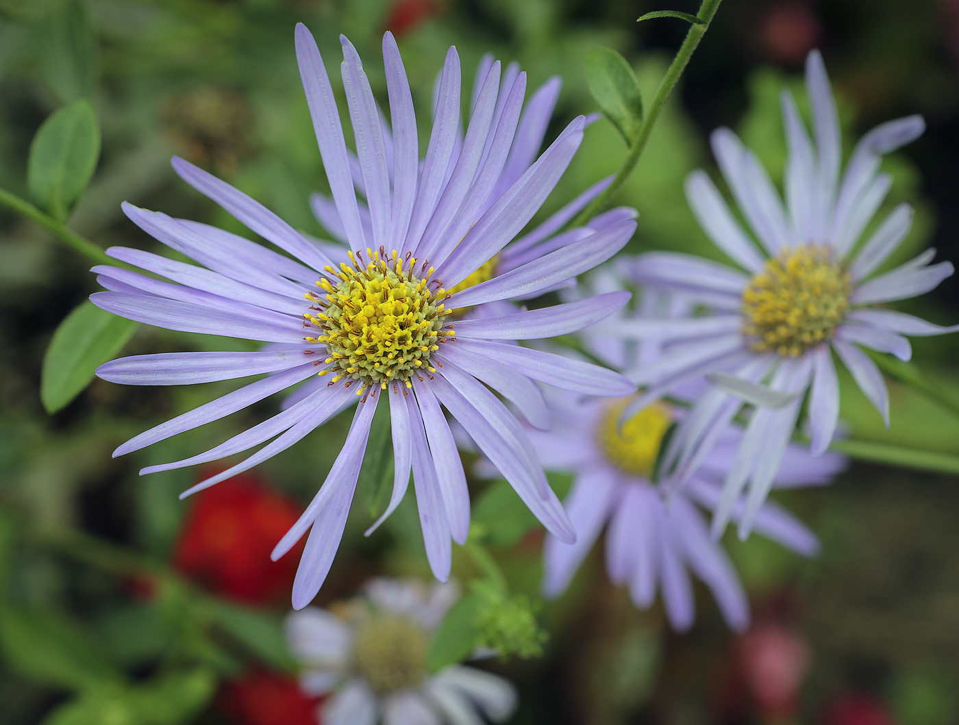 Изображение особи семейство Asteraceae.