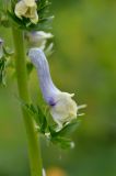 Aconitum orientale