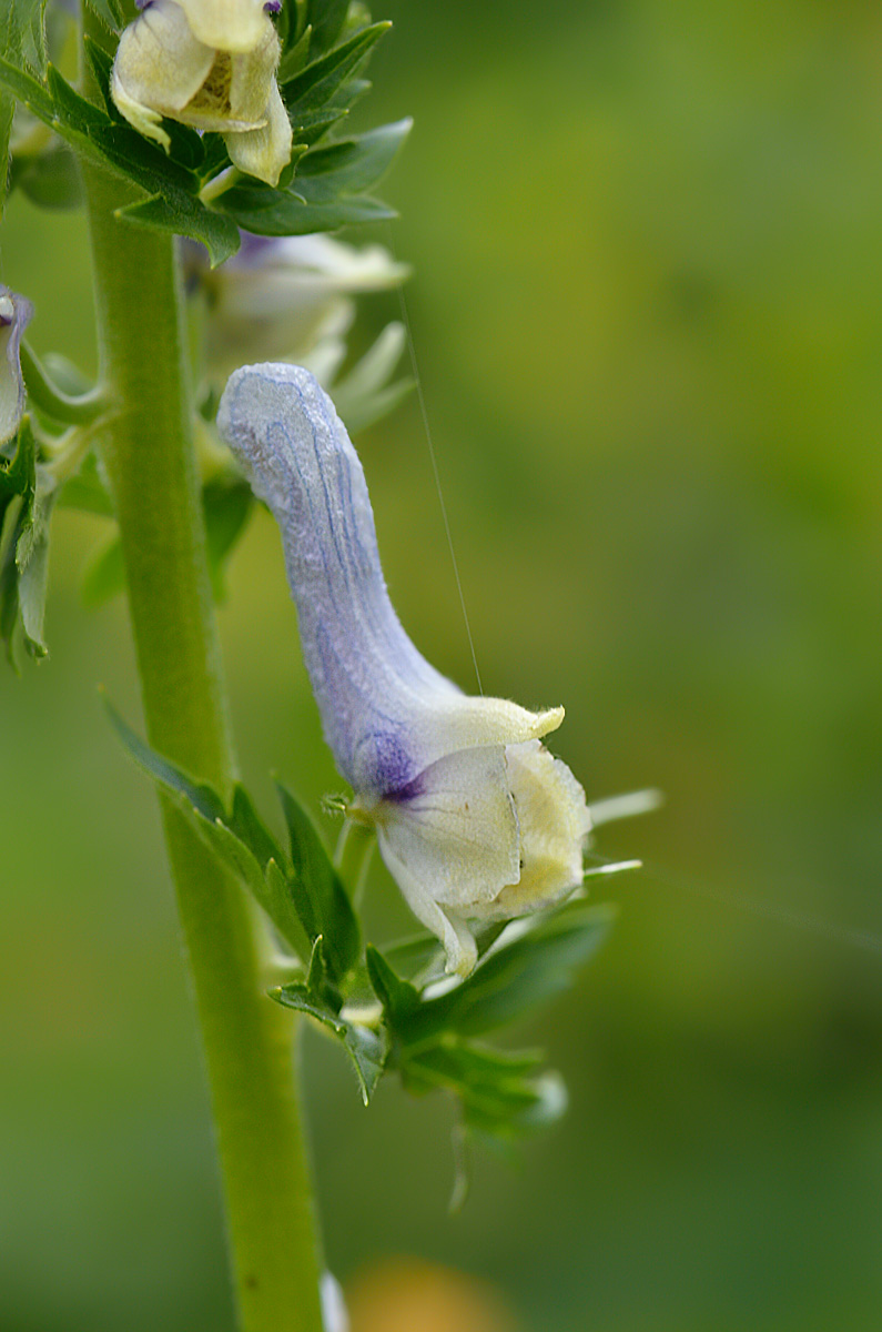 Изображение особи Aconitum orientale.