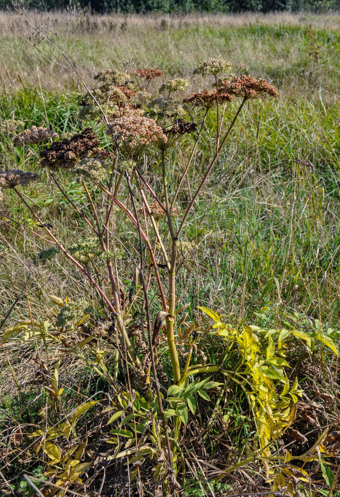 Image of Angelica sylvestris specimen.