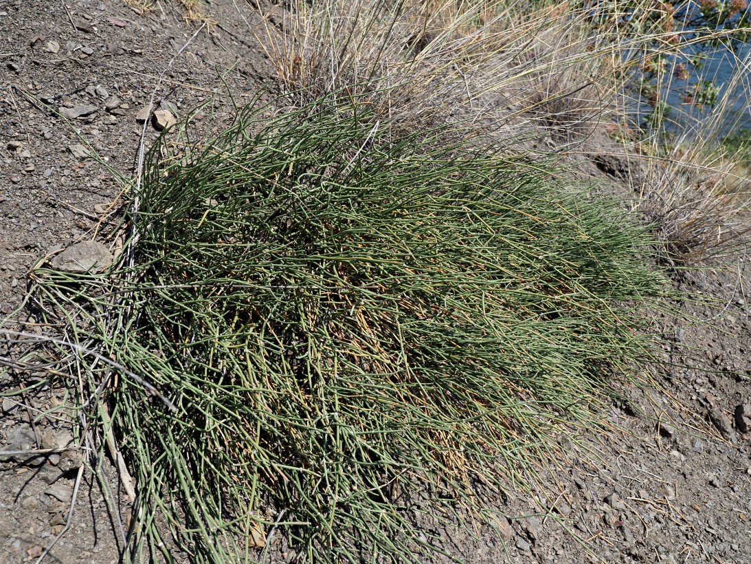 Image of Ephedra distachya specimen.