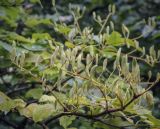 Syringa amurensis