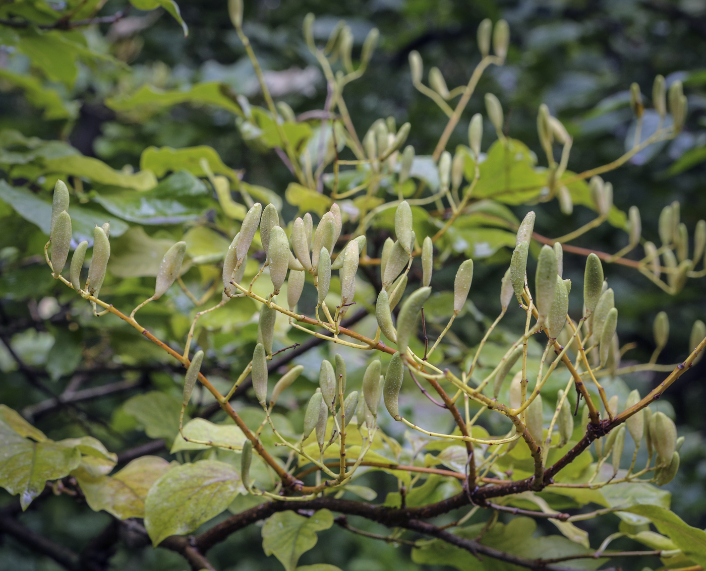 Изображение особи Syringa amurensis.