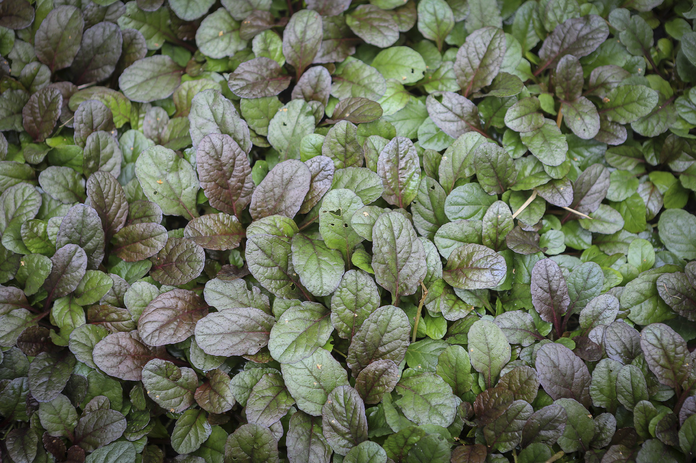 Image of Ajuga reptans specimen.