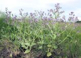 Nepeta ucranica. Отцветшие растения. Новосибирская обл., Карасукский р-н, окр. с. Благодатное, луг. 18.06.2018.