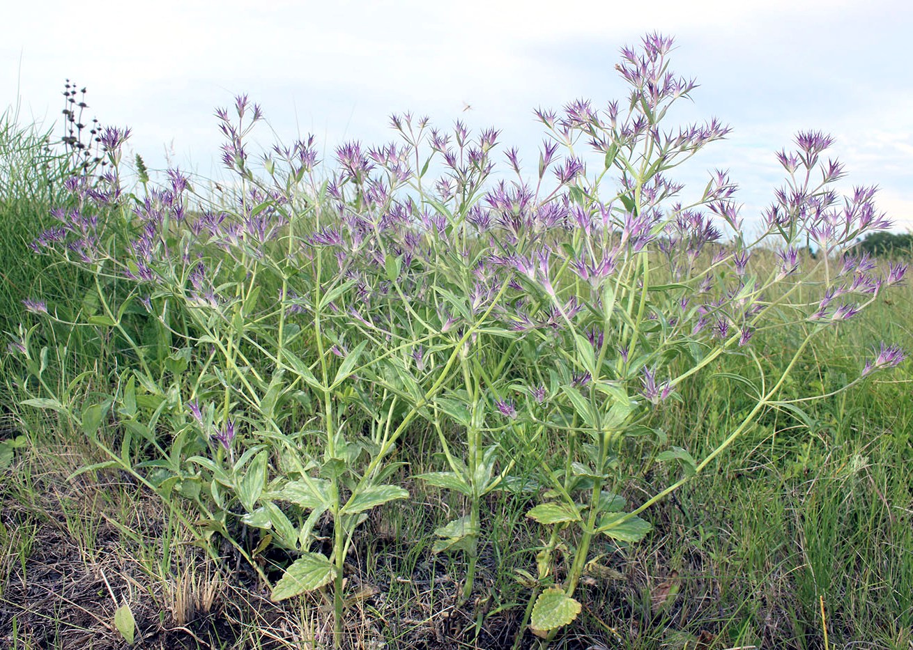 Изображение особи Nepeta ucranica.