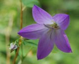 Campanula altaica. Цветки. Республика Алтай, Чемальский р-н, сосновый лес в низкогорьях. 20.06.2010.