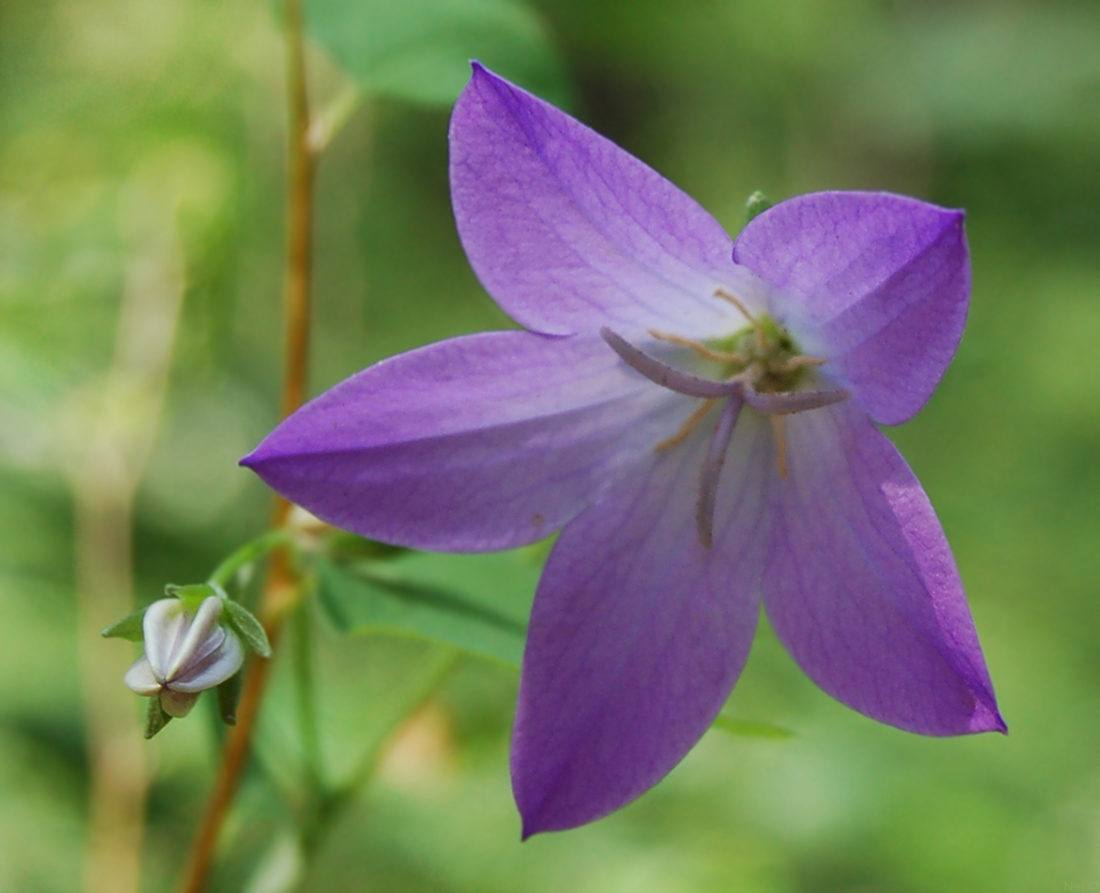 Изображение особи Campanula altaica.