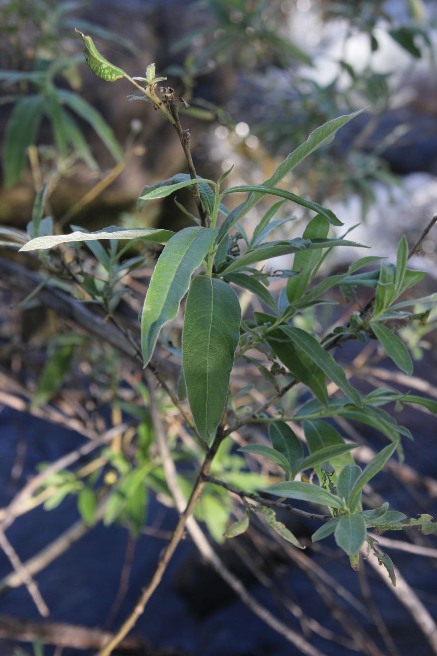 Image of Salix gmelinii specimen.