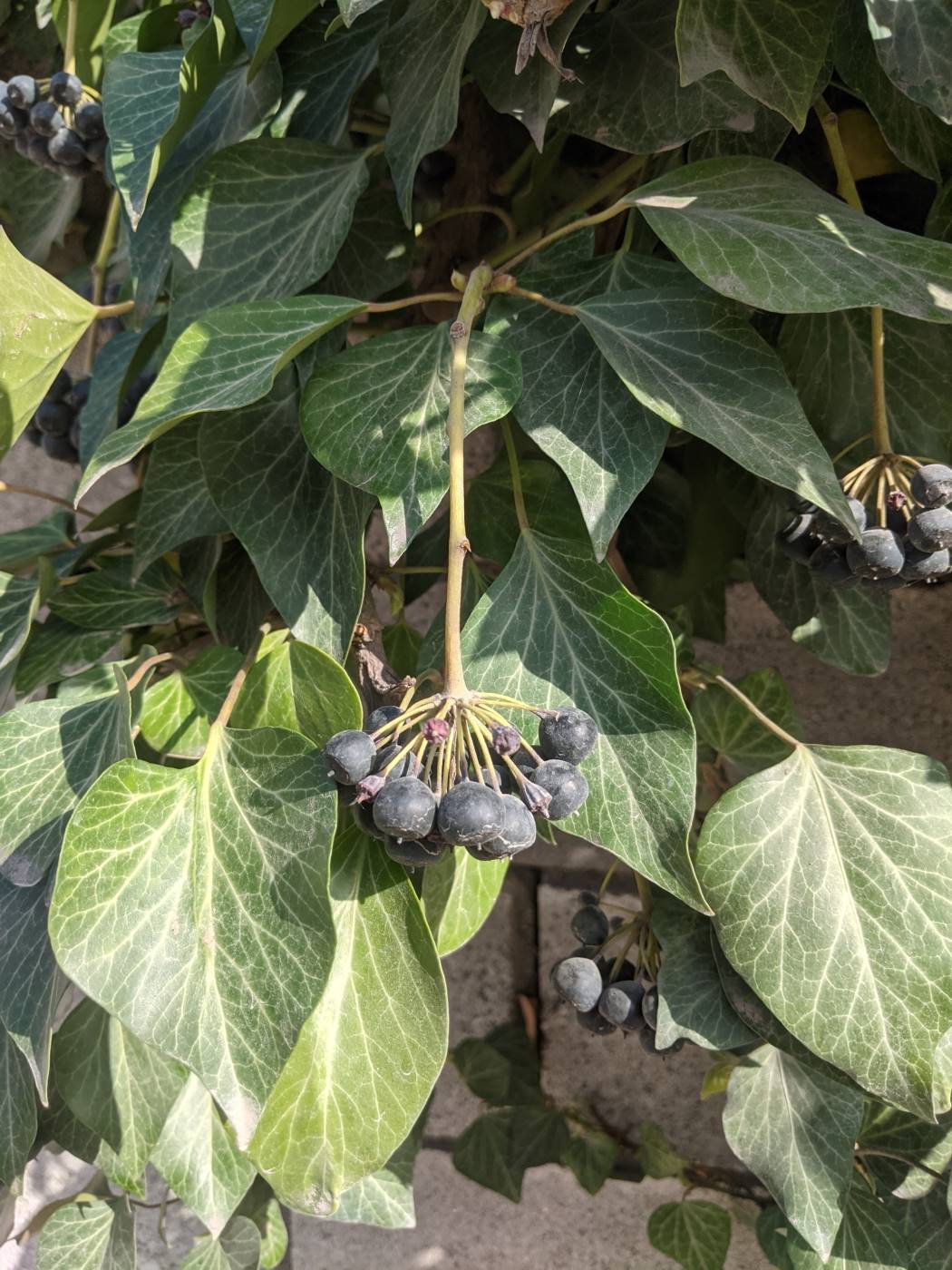 Image of Hedera helix specimen.