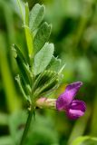 Vicia cordata. Верхушка цветущего растения. Краснодарский край, Лазаревский р-н, мкр-н Дагомыс, гора Успенка 140 м н.у.м., поляна. 03.05.2022.