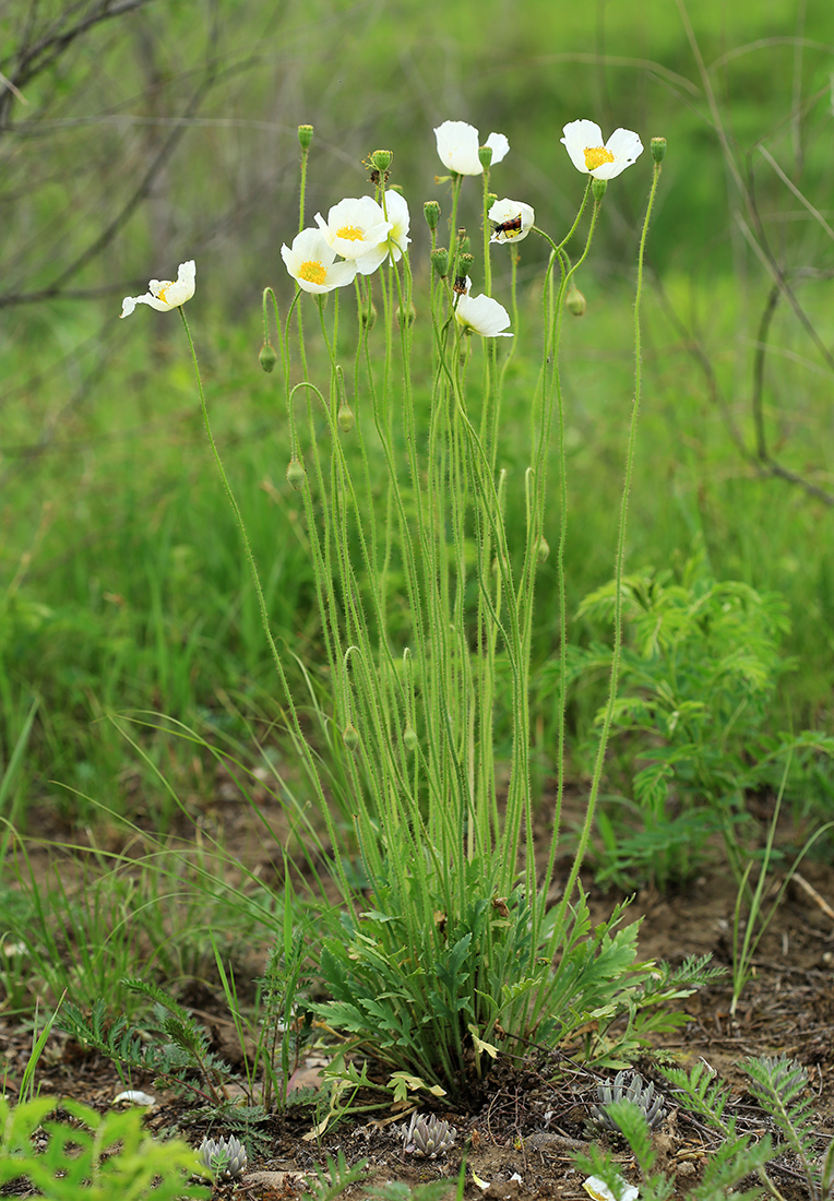 Image of Papaver amurense specimen.