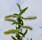 genus Salix. Верхушка побега с соцветиями и молодыми листьями. Башкортостан, Зилаирский р-н, Верхнегалеевский сельсовет, окр. дер. Верхнегалеево, долина р. Сакмара, береговая терраса. 30 апреля 2022 г.