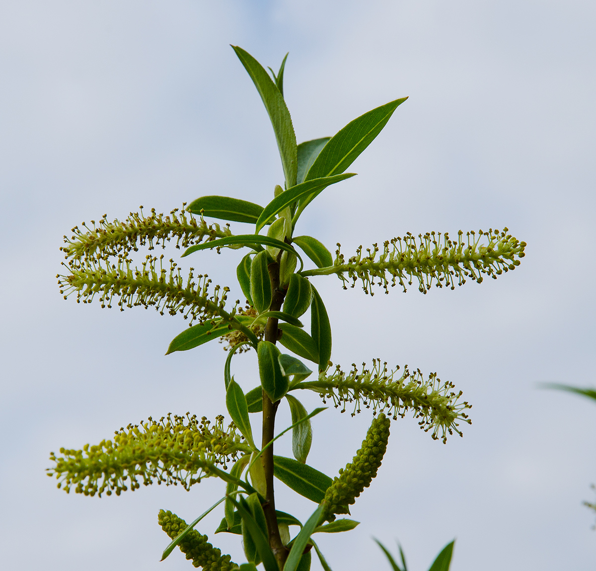 Image of genus Salix specimen.