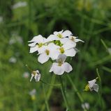 Arabidopsis arenosa