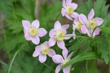 Anemonastrum fasciculatum. Цветки. Республика Ингушетия, Джейрахский р-н, окр. ур. Дакхала, высота ок. 1980 м н.у.м., луг на склоне в окружении смешанного леса (берёза, сосна). 18 июня 2022 г.