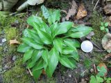 Hosta pulchella