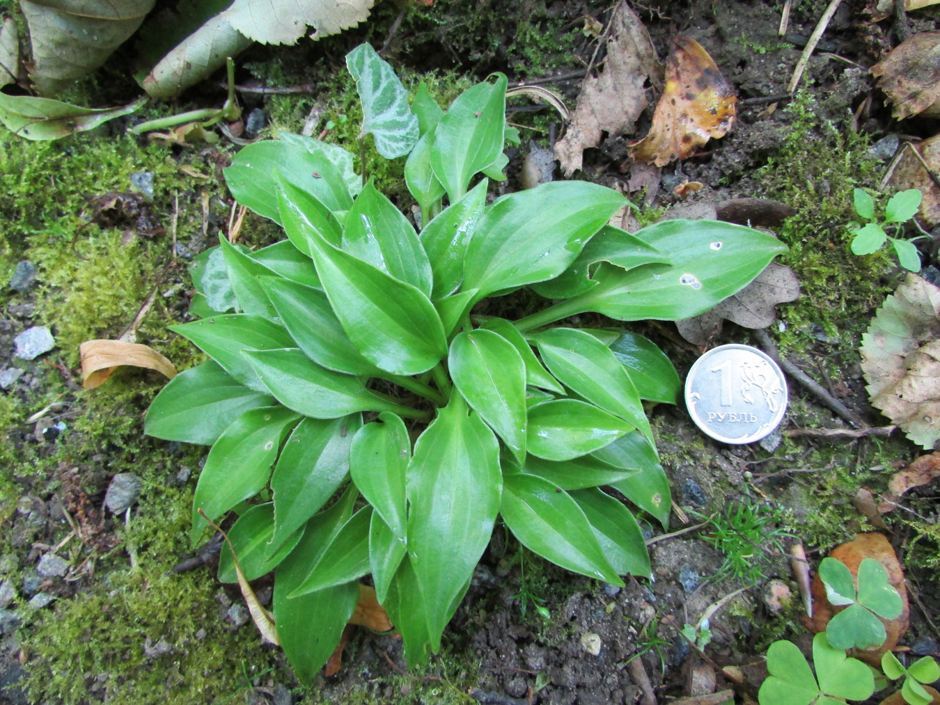 Image of Hosta pulchella specimen.