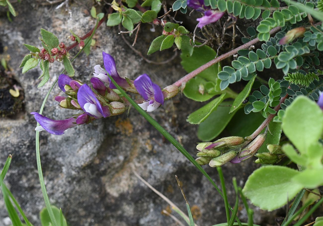 Image of familia Fabaceae specimen.