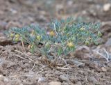 Zygophyllum pinnatum