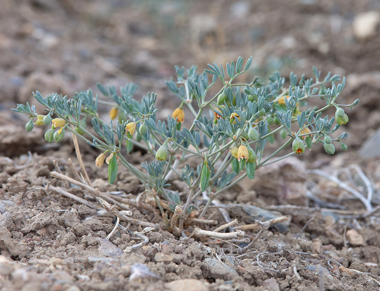 Изображение особи Zygophyllum pinnatum.