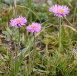 Erigeron allochrous