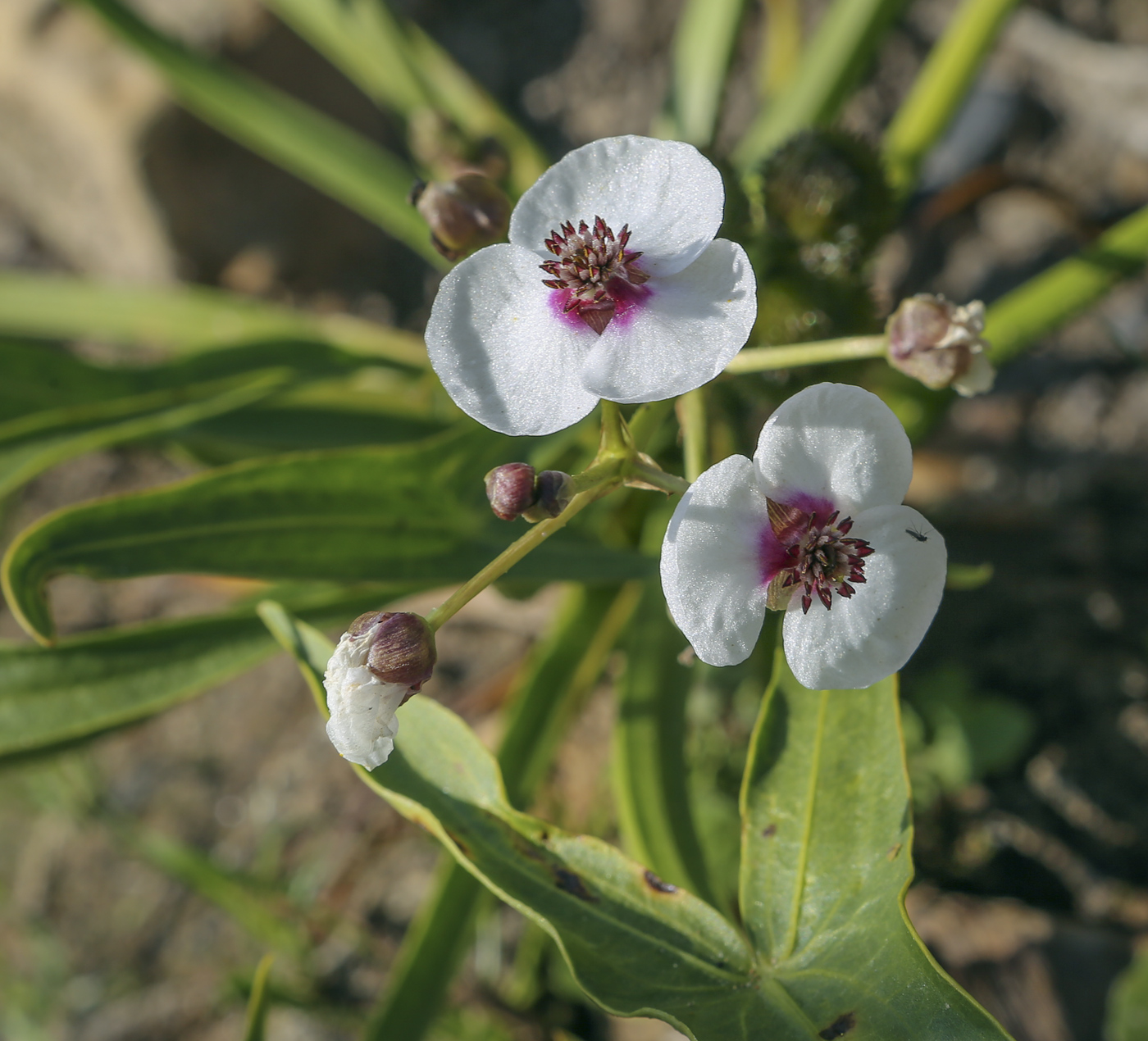 Image of Sagittaria sagittifolia specimen.