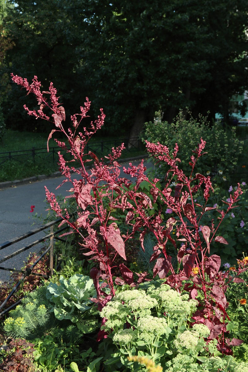 Image of Atriplex hortensis specimen.