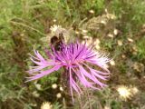 Centaurea scabiosa