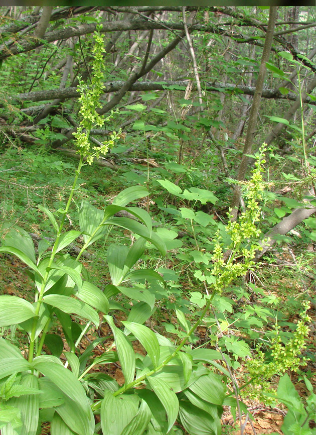 Изображение особи Veratrum lobelianum.